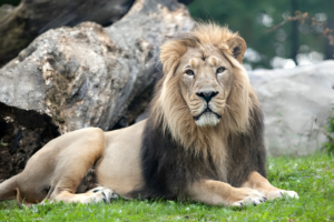 QT-Asiatic-Lion